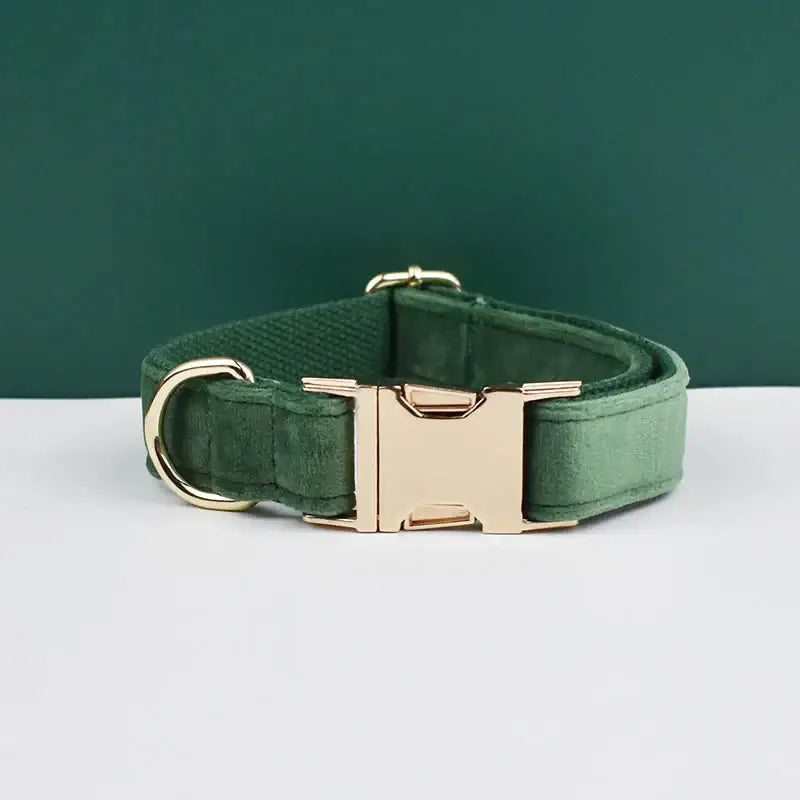 Green dog collar with a gold-colored metal buckle.