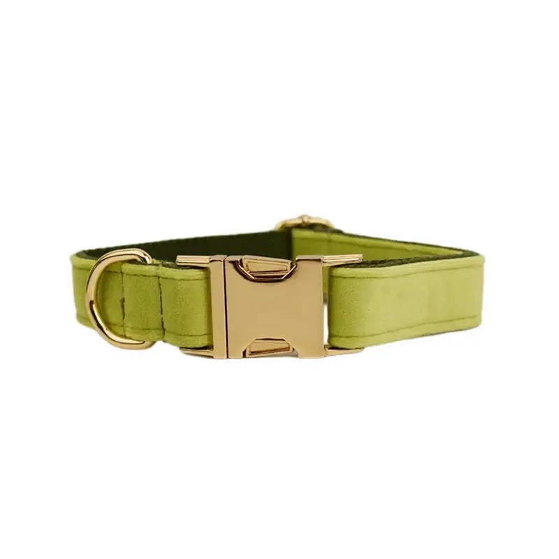 Lime green dog collar with a gold-colored metal buckle.