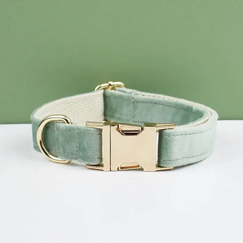 Mint green dog collar with a gold-colored metal buckle and hardware.