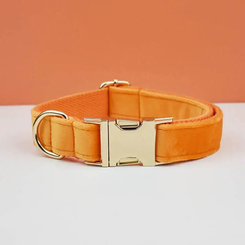 Orange dog collar with a metal buckle.