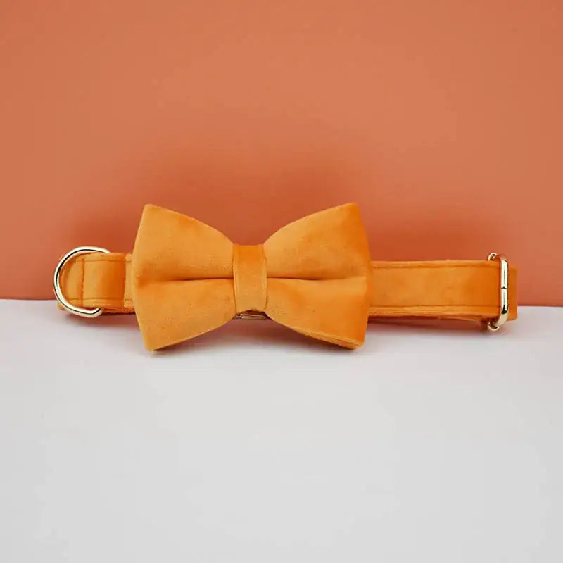 Yellow bow tie attached to a collar.