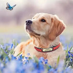 Personalized Leather Dog Collar Set - Vignette | DoggyElite