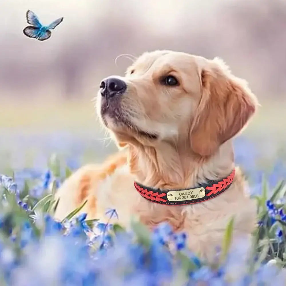 Golden Retriever dog wearing a red collar with a name tag.