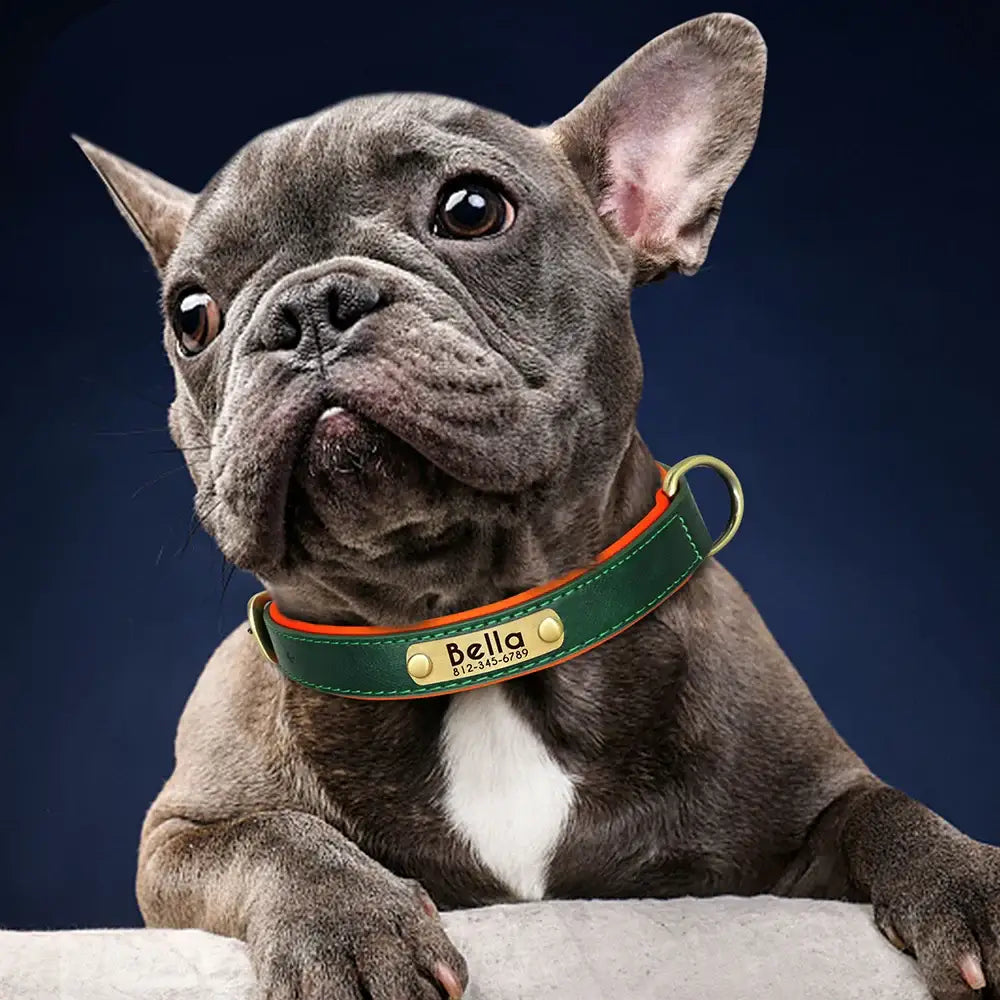 Gray French Bulldog puppy wearing a green collar with a name tag.