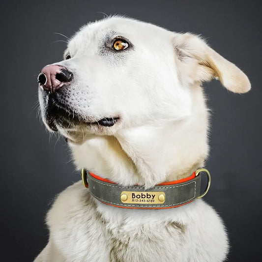 White dog with a red collar bearing the name ’Bobby’.