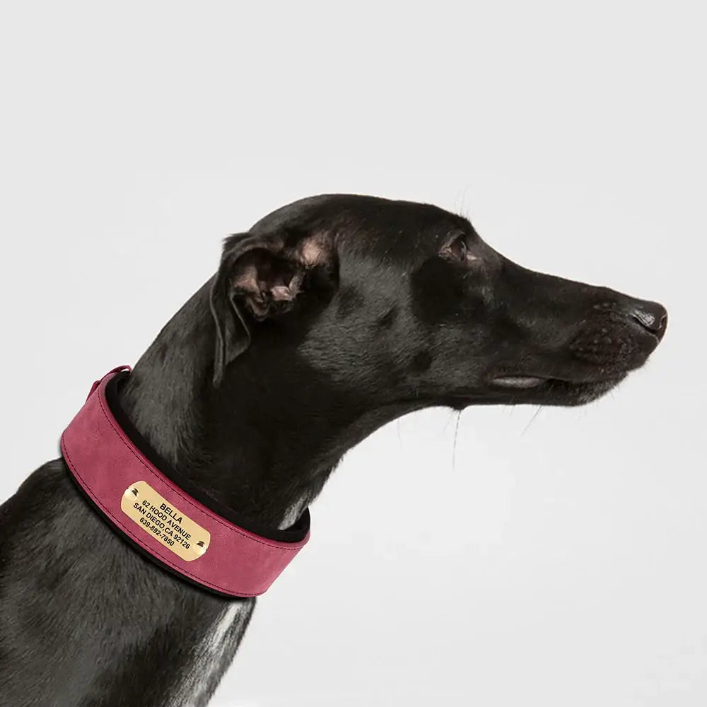 Black dog wearing a pink collar with a gold nameplate.