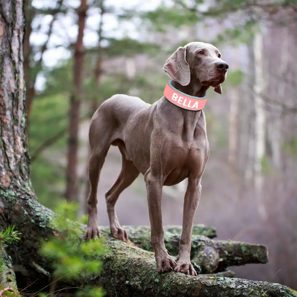 Weimaraner dog wearing a red collar standing on a mossy log.