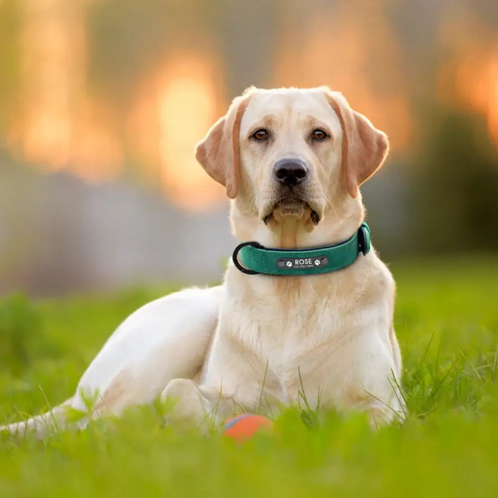 Yellow Labrador Retriever wearing a green collar.