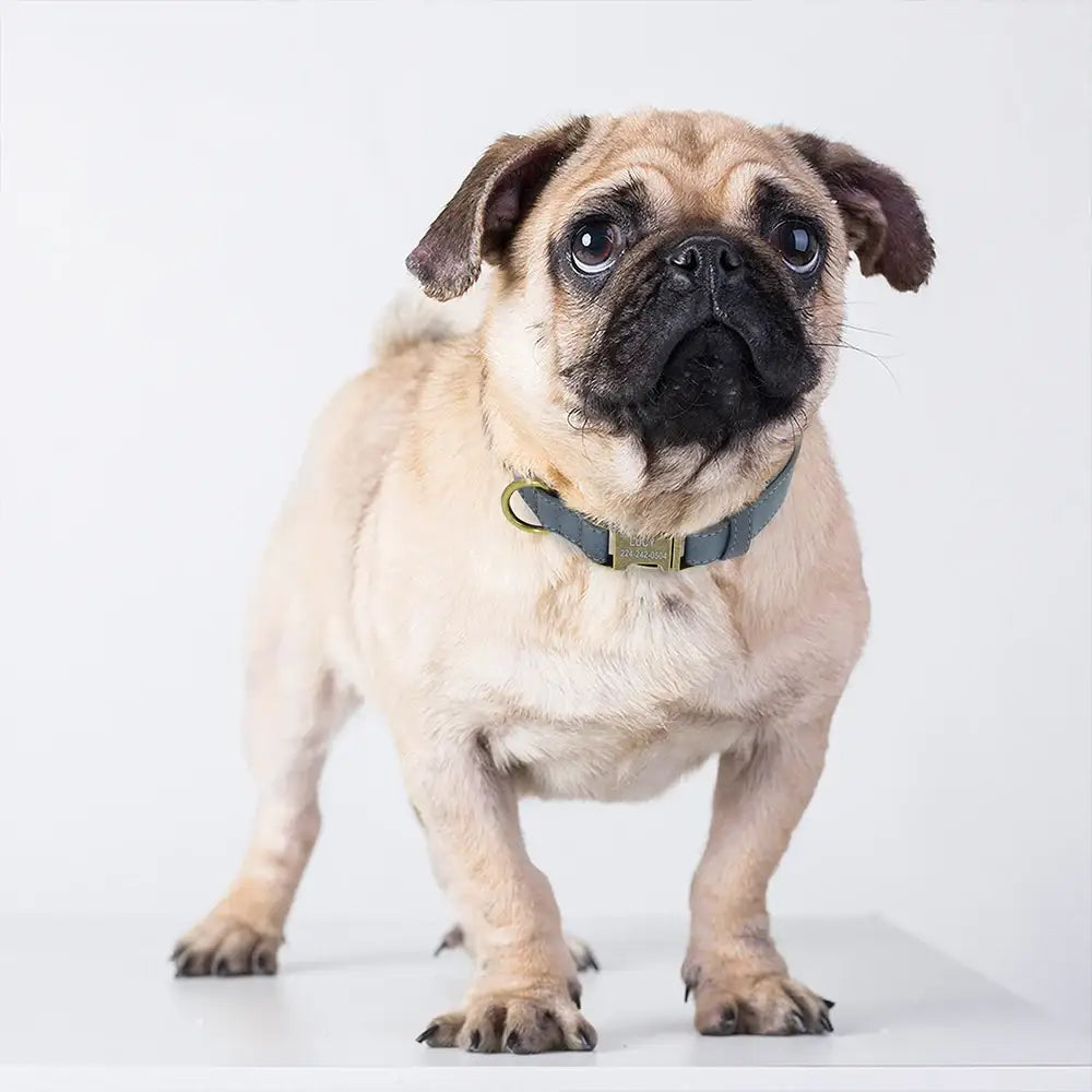 Pug dog wearing a blue collar.