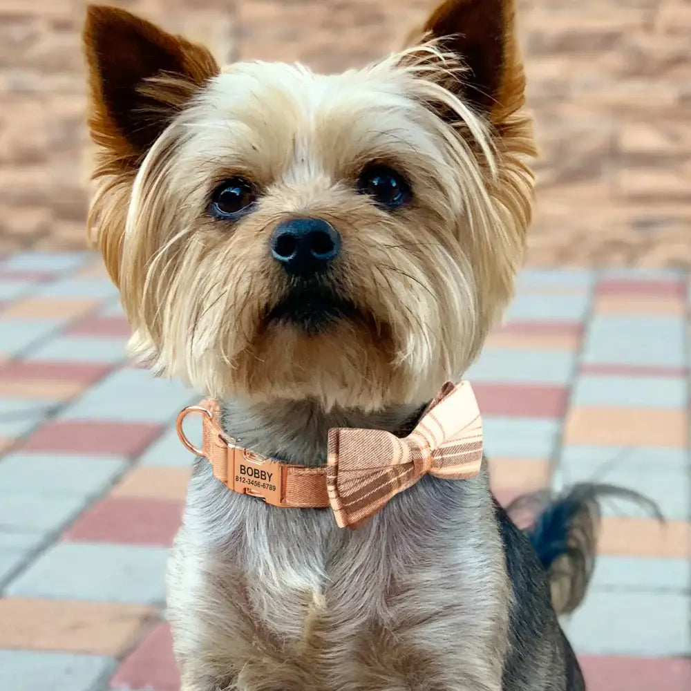 Yorkshire Terrier wearing a pink bow tie collar.