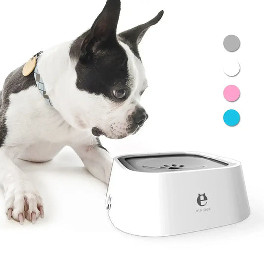 Boston Terrier dog looking at a white pet water bowl.