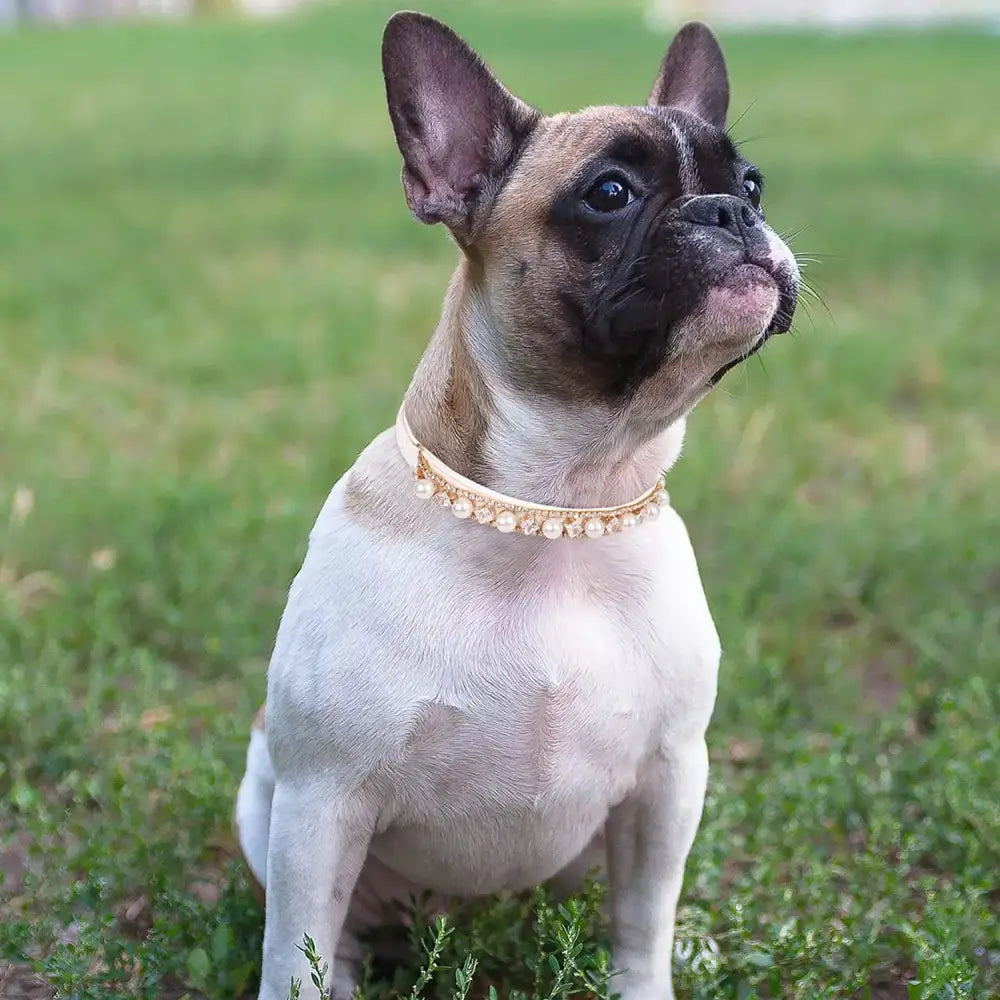 French Bulldog wearing a pearl collar.