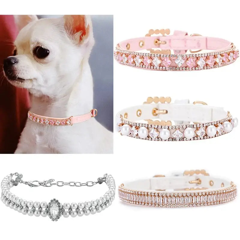 White Chihuahua wearing a pink jeweled collar.