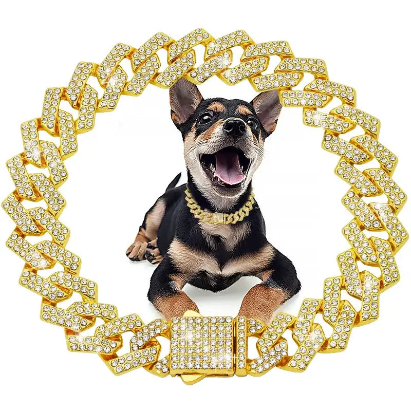 Excited Chihuahua dog wearing a gold chain necklace, surrounded by a large diamond-encrusted gold chain.