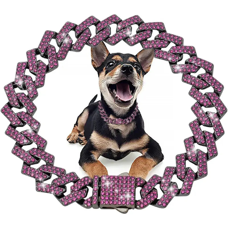 Excited Chihuahua dog surrounded by a pink glittery chain-link collar or necklace.