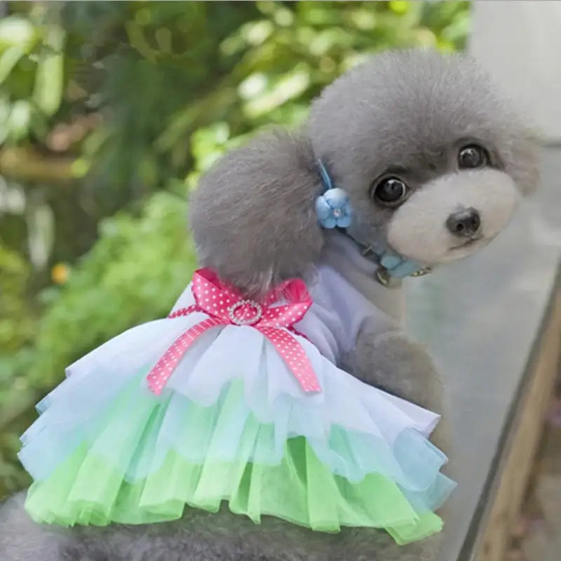 Fluffy gray toy poodle wearing a colorful tutu dress with a pink bow.