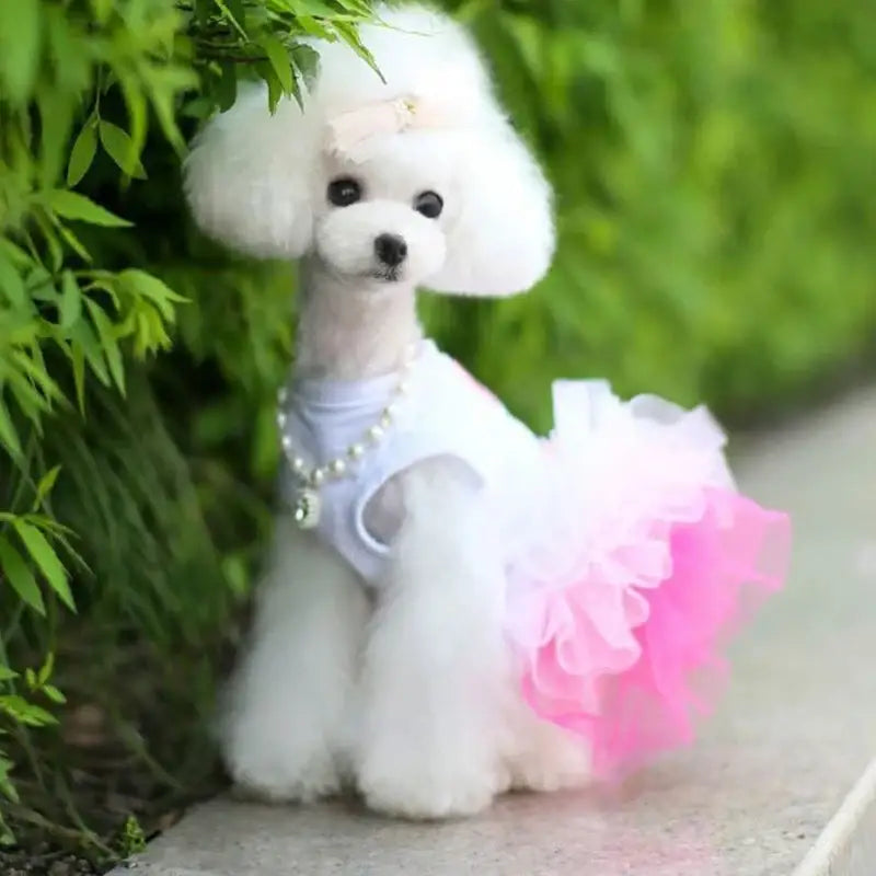 Fluffy white poodle wearing a pink tutu and pearl necklace.