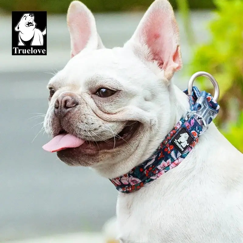 White French Bulldog with its tongue out, wearing a colorful collar.