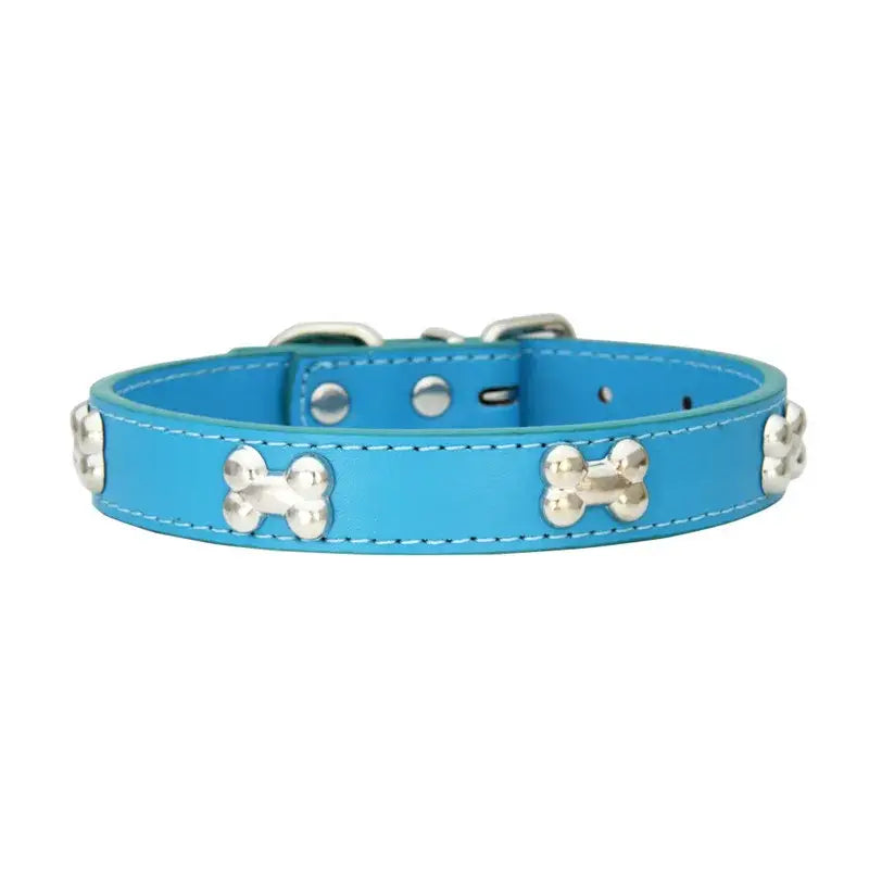 Bright blue dog collar with silver bone-shaped studs.