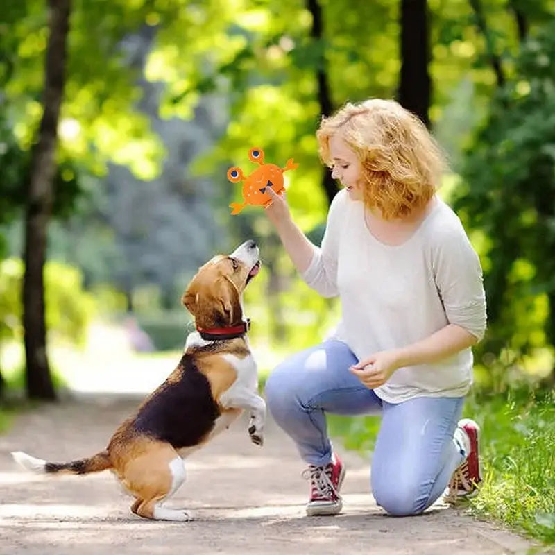 Beagle dog interacting with a person holding a toy.