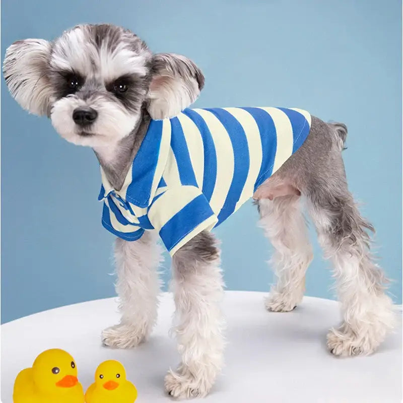 Small dog wearing a blue and white striped shirt.