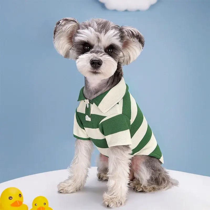 Fluffy white dog wearing a green and white striped polo shirt.