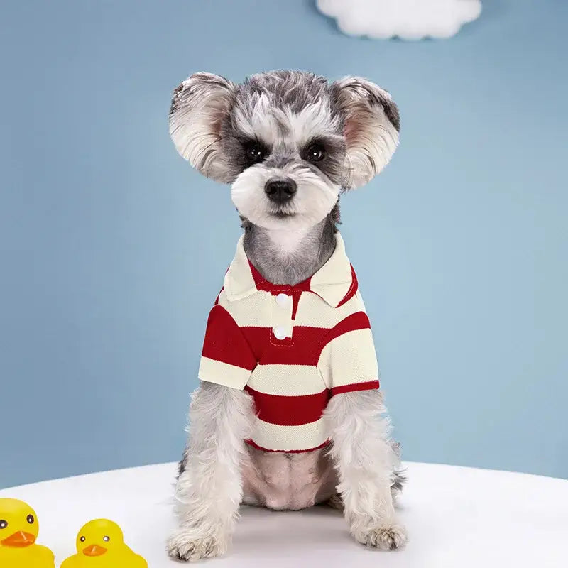 Fluffy white dog wearing a red and white striped polo shirt.