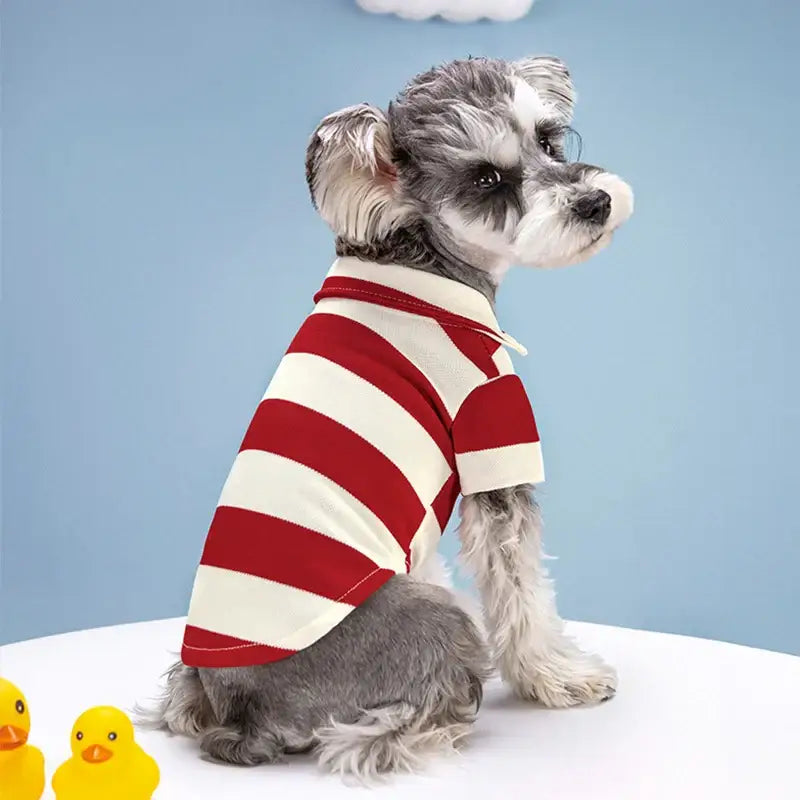 Gray and white dog wearing a red and white striped sweater.