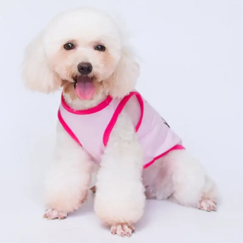 Fluffy white dog wearing a pink and white shirt.