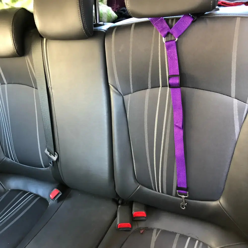 Bright purple dog harness secured to a car’s rear seat.