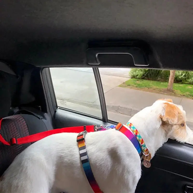 Dog wearing a colorful harness looking out a car window.