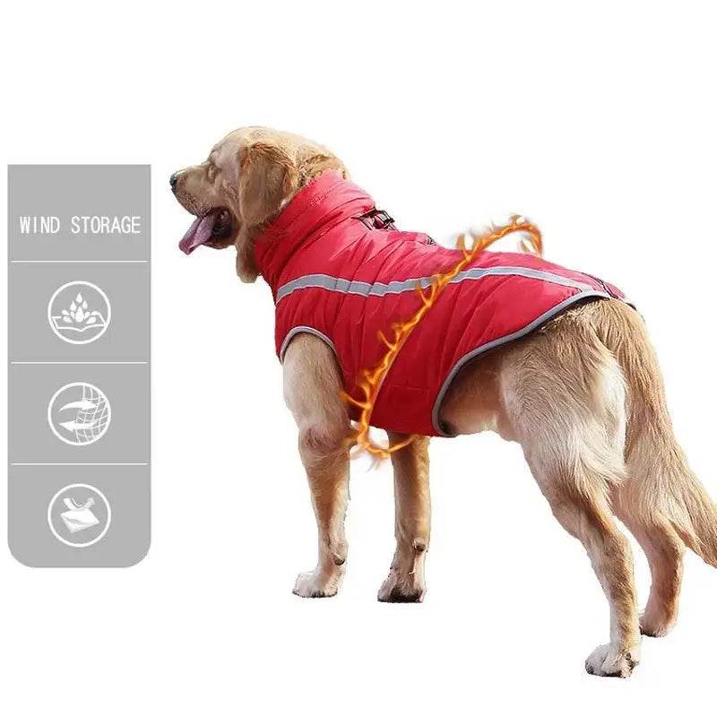 Golden retriever wearing a red coat with reflective stripes.