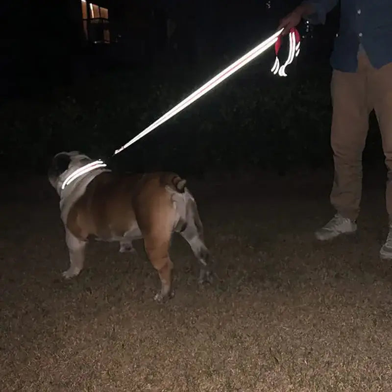 Bulldog on a reflective leash being walked at night.