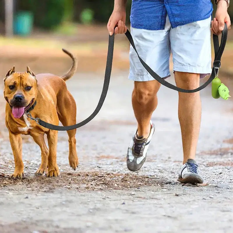 Dog on a leash being walked by a person.