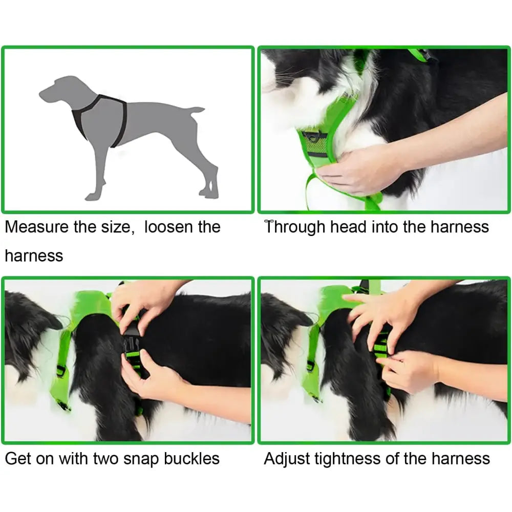 Step-by-step instructions for putting a harness on a dog.