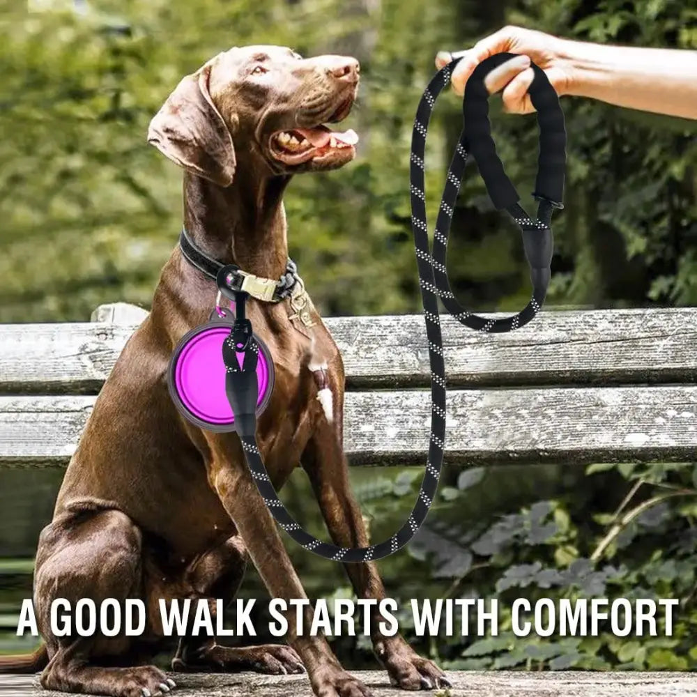 Brown dog sitting on a wooden bench with a purple disc attached to its collar.