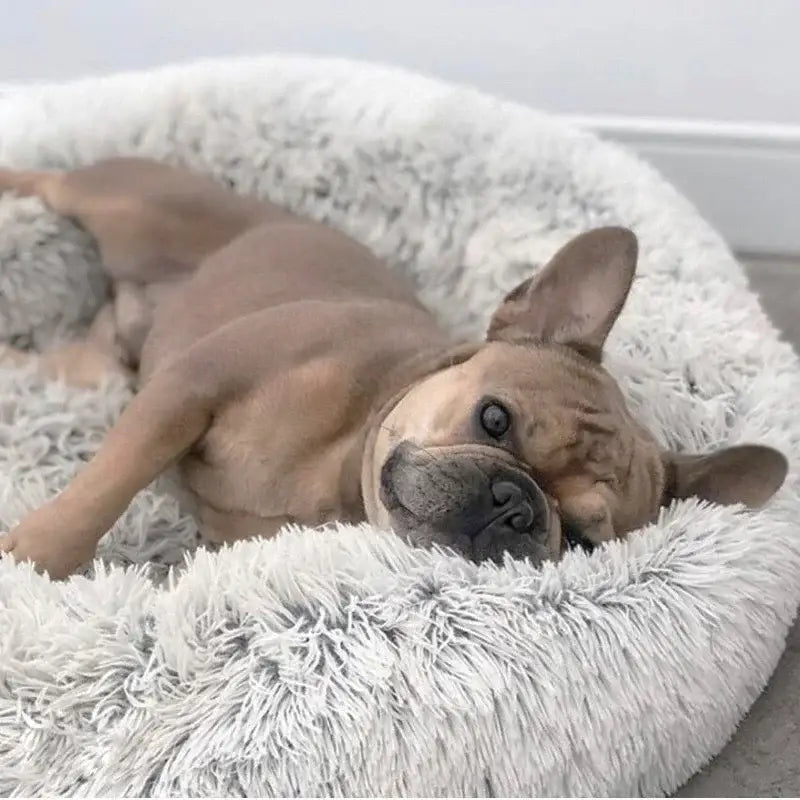 French Bulldog lounging in a fluffy white donut-shaped bed.