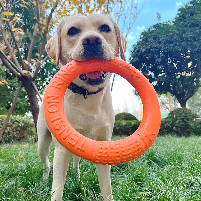 Yellow Labrador retriever holding an orange ring toy in its mouth.