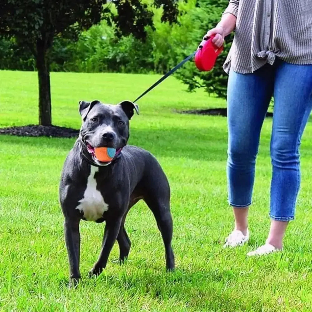 Gray and white pit bull terrier with an orange ball in its mouth.