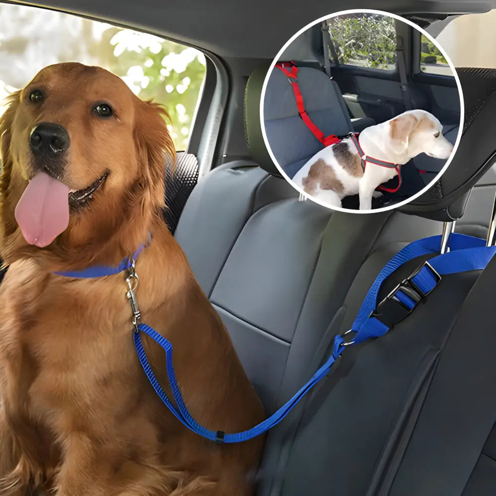 Golden Retriever sitting in a car with its tongue out.