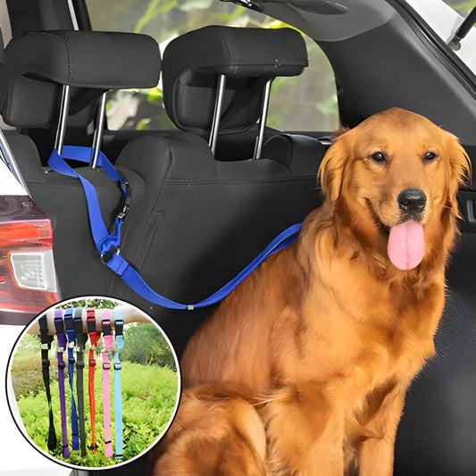 Golden Retriever dog sitting in the back seat of a car, attached to a blue safety harness.