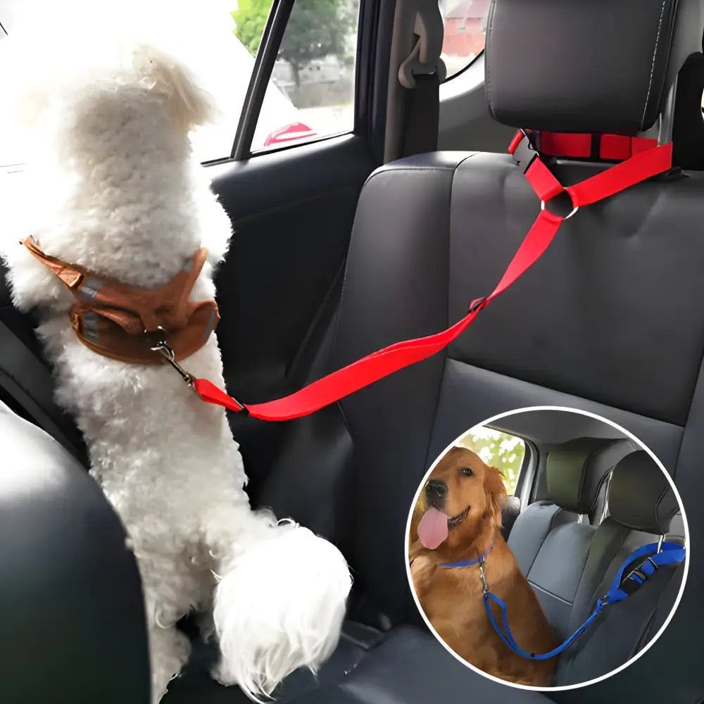 White fluffy dog wearing a red harness seated in a car.