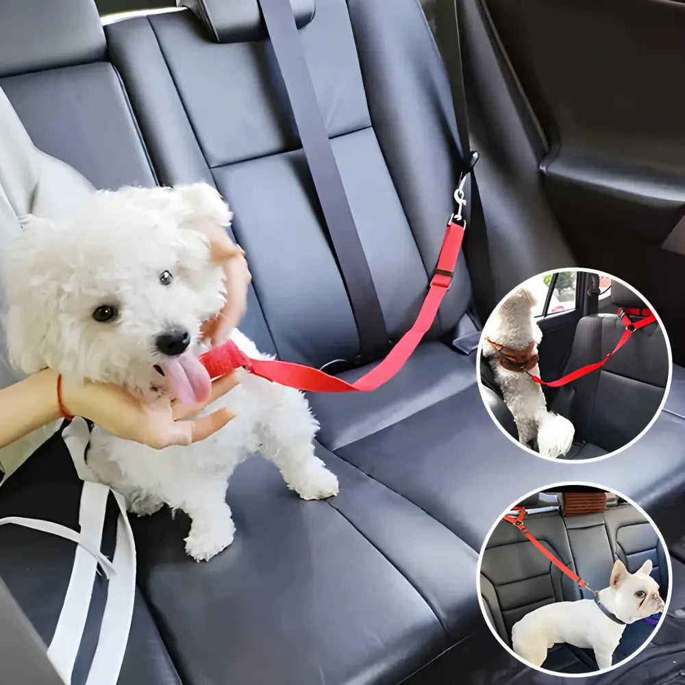 White fluffy dog wearing a red harness seated in a car.