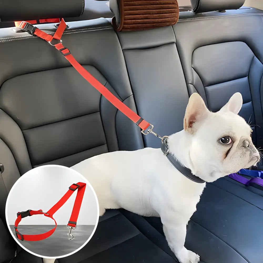 White French Bulldog wearing a harness and seatbelt in a car.