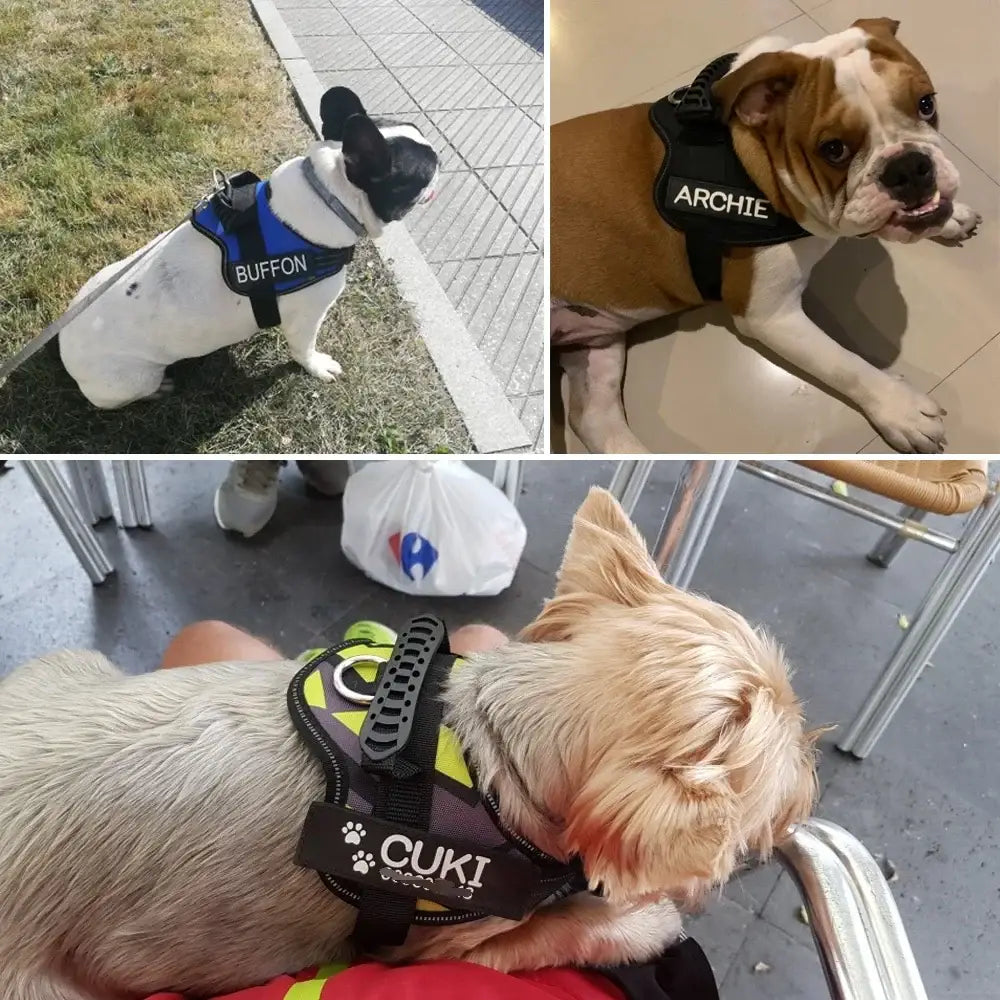 Service dogs wearing labeled vests or harnesses.