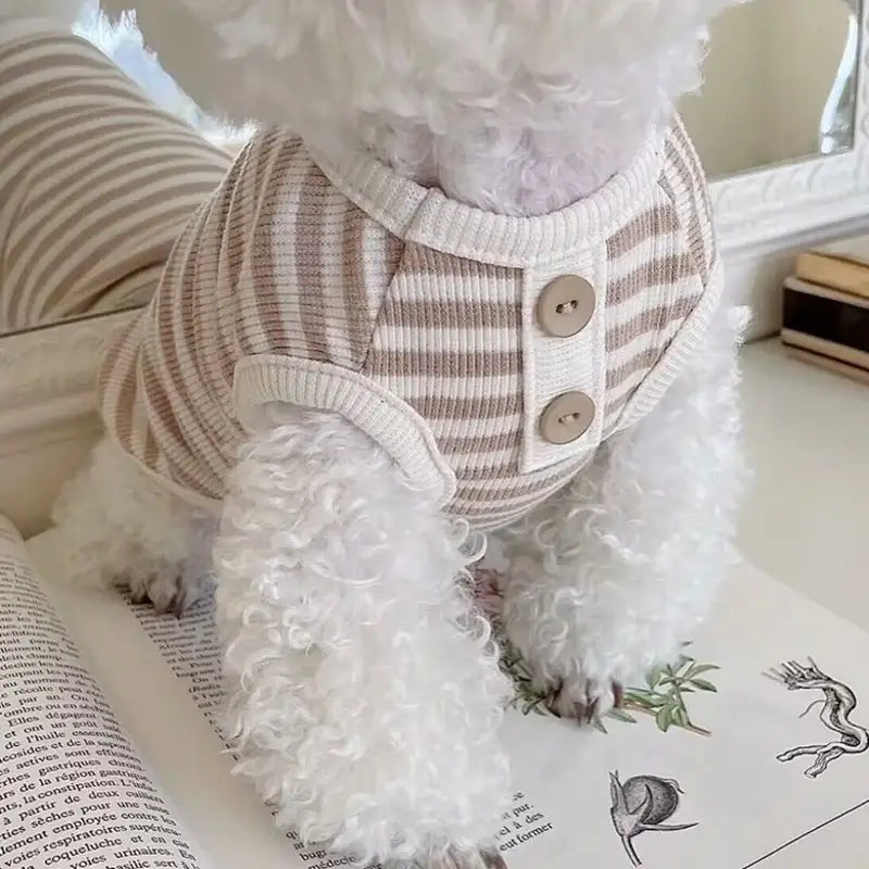 Fluffy white dog wearing a striped knit sweater.