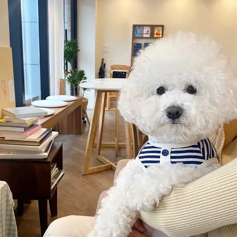 Fluffy white dog wearing a striped collar.