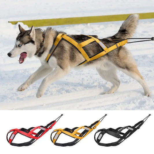 Siberian Husky wearing a yellow sled dog harness while running on snow.