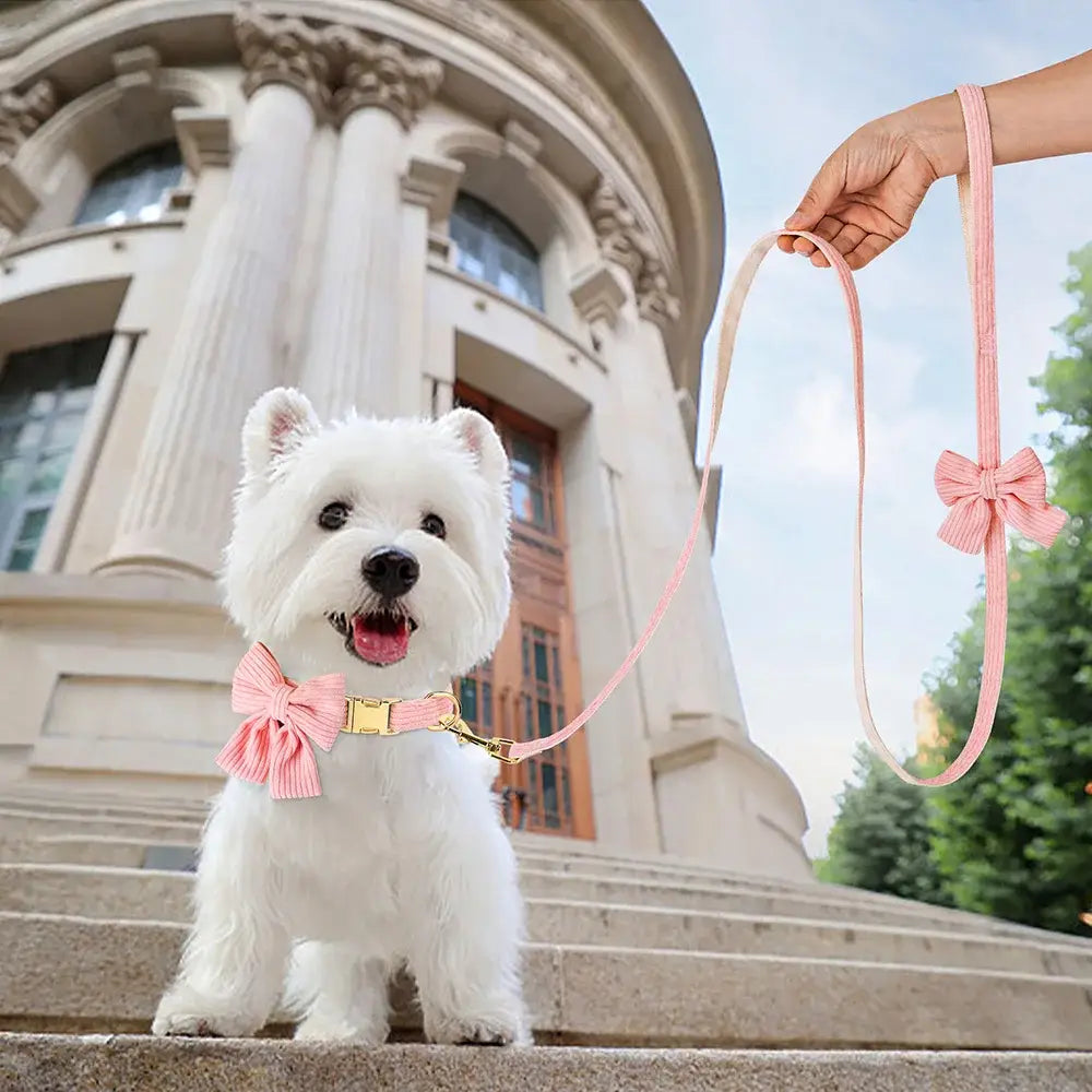 Fluffy white dog wearing a pink bow collar and leash.