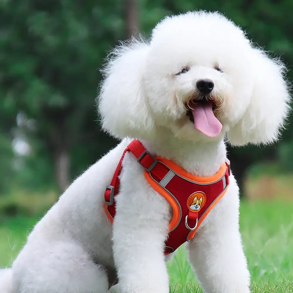 Fluffy white dog wearing a red harness with its tongue out.